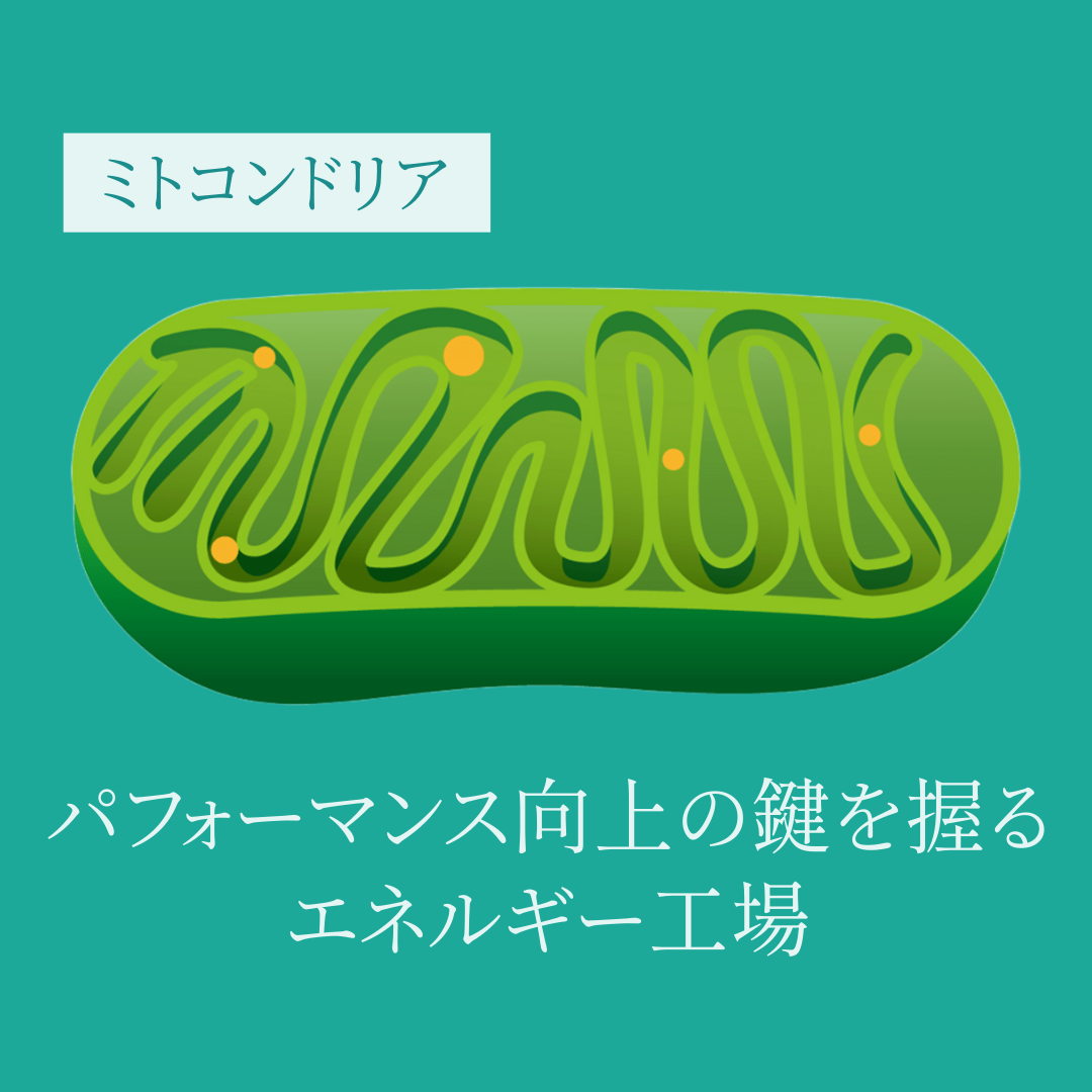 アスリートのためのミトコンドリア学習