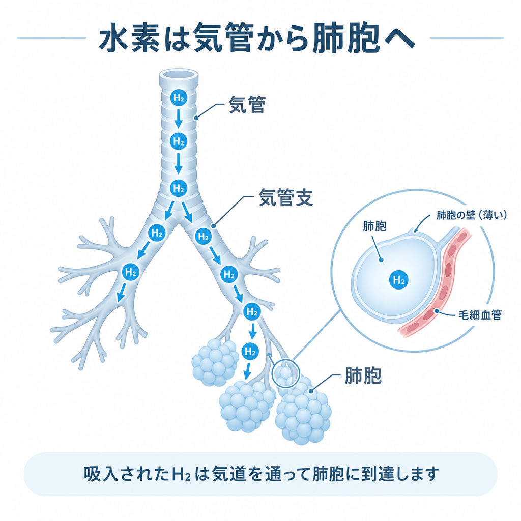 水素はどのように体内に入り、どのように拡散するのか